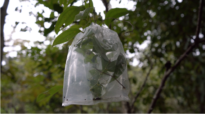 A carrier bag, a vessel, a chrysalis: systems of care, healing, reciprocity and mutual flourishing.